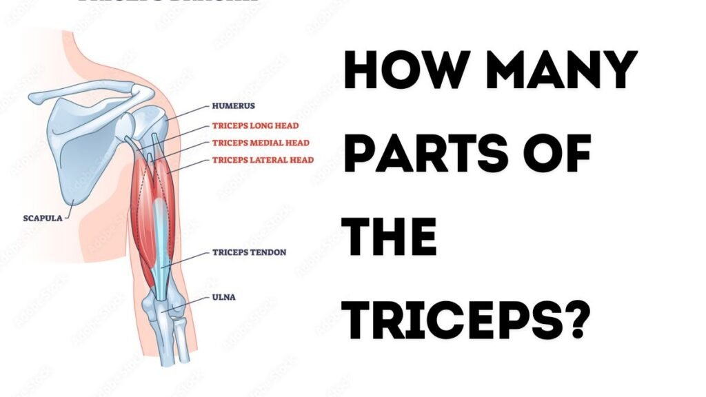 How Many Parts of the Triceps?